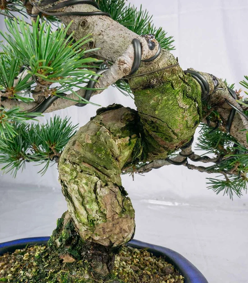 Bonsai esemplare unico Pino pentaphylla 25 anni