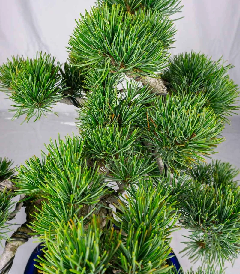 Bonsai esemplare unico Pino pentaphylla 25 anni