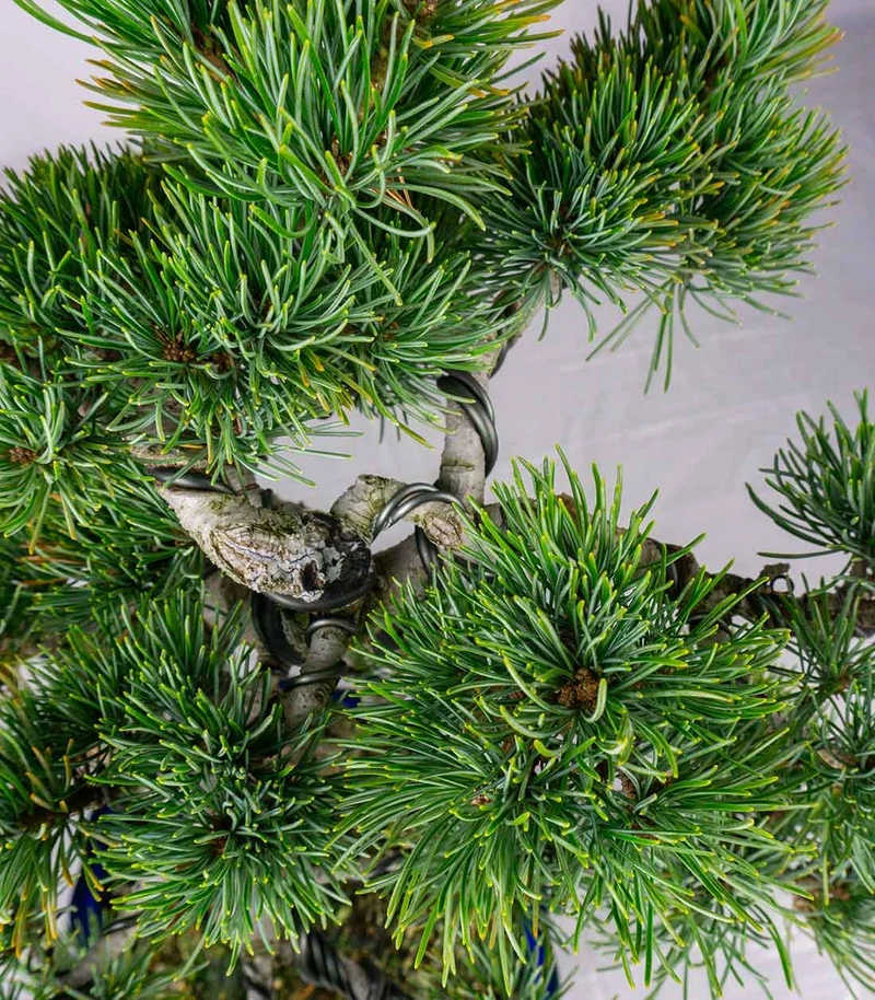 Bonsai esemplare unico Pino pentaphylla 25 anni