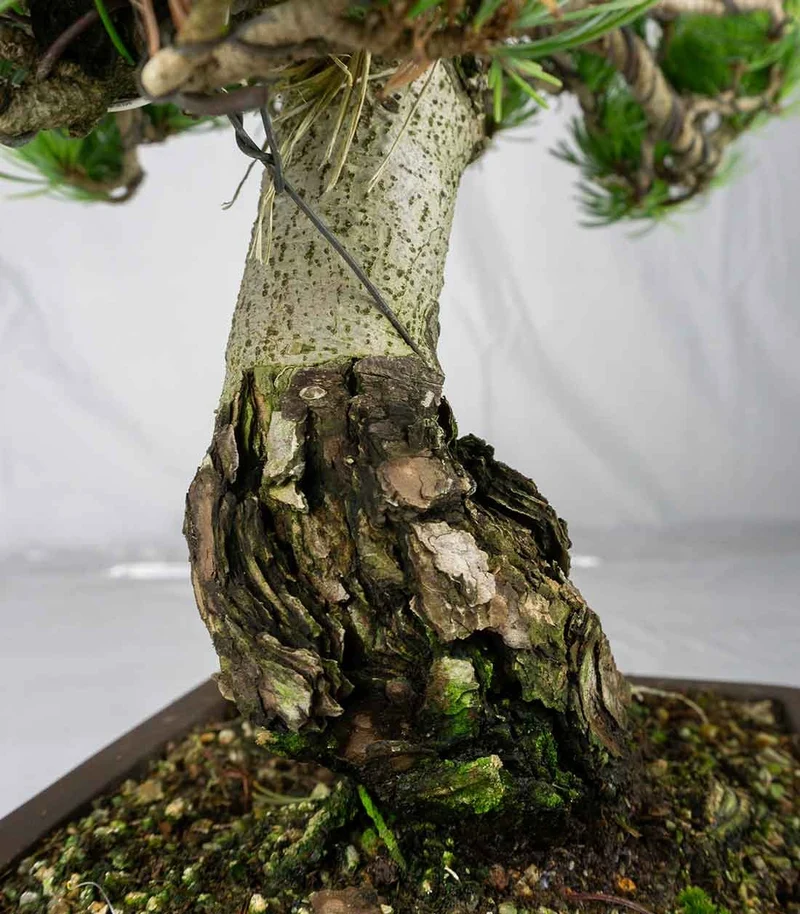 Bonsai Pino pentaphylla 24 anni | Esemplare unico 2