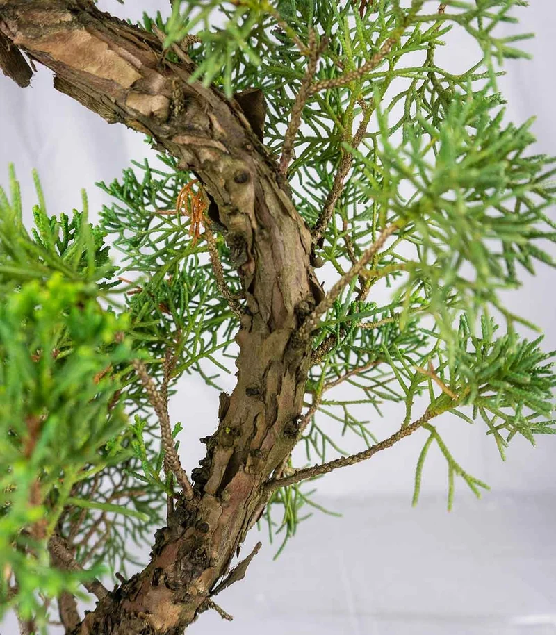 Esemplare 2 Ginepro chinensis giapponese