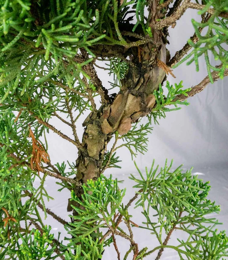 Esemplare 2 Ginepro chinensis giapponese