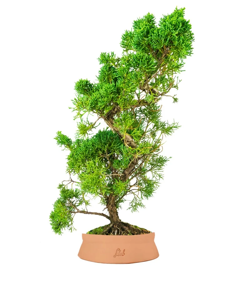 Ginepro chinensis giapponese bonsai