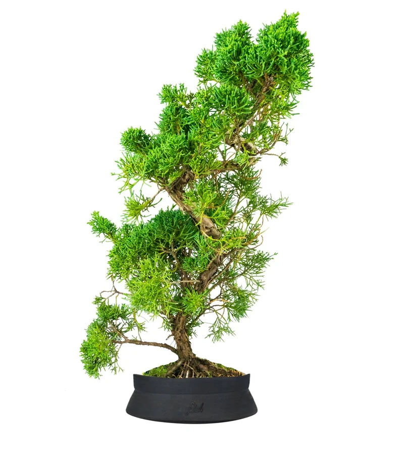 Ginepro chinensis giapponese bonsai