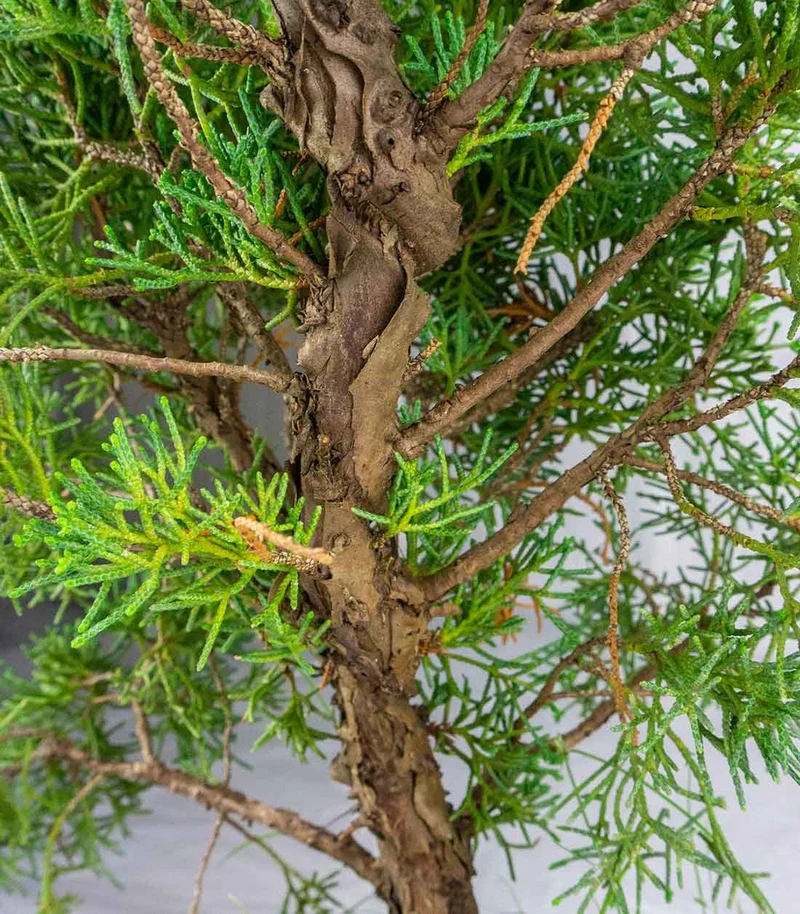 Ginepro chinensis giapponese bonsai