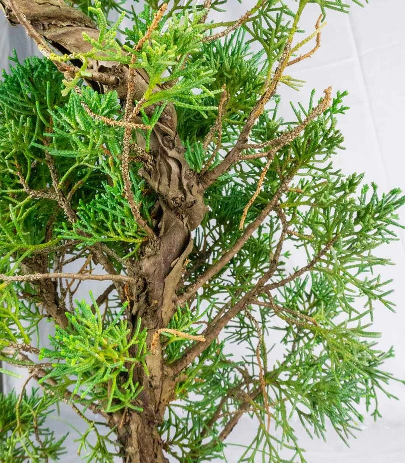 Ginepro chinensis giapponese bonsai