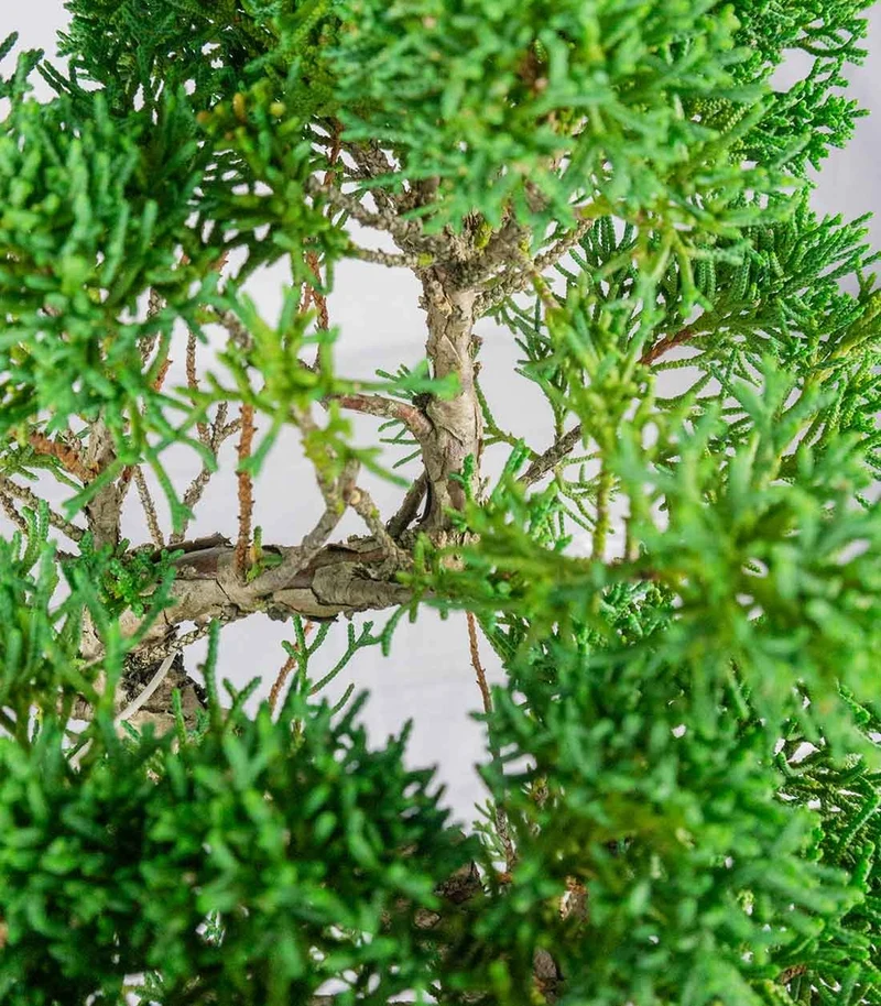 Ginepro chinensis giapponese bonsai