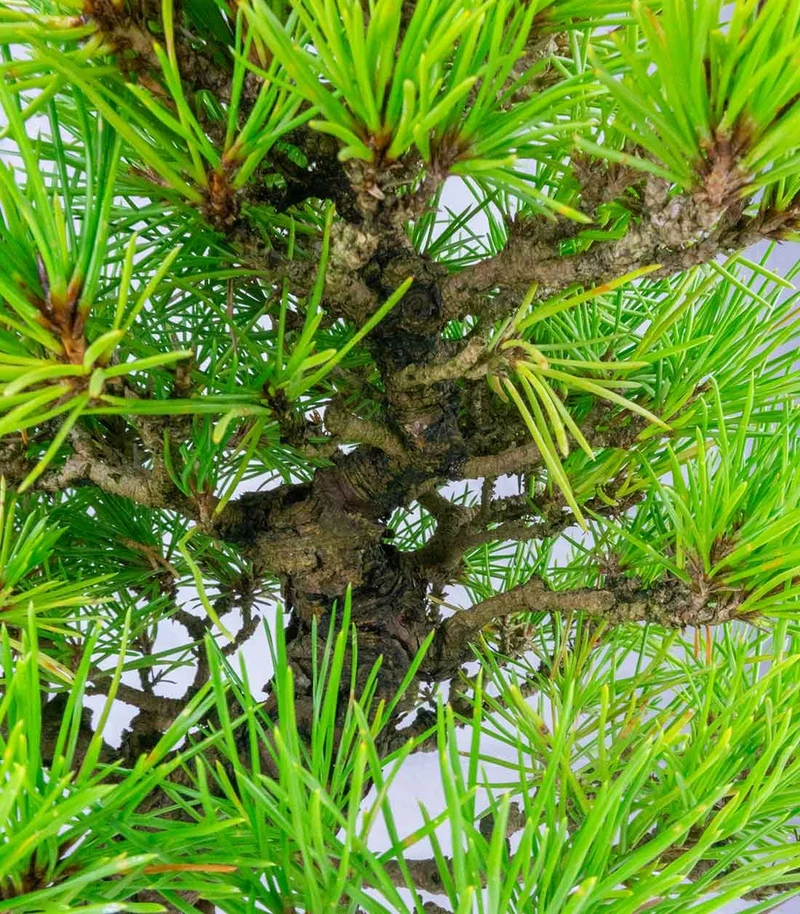 Bonsai di Pino Thunbergii Giapponese