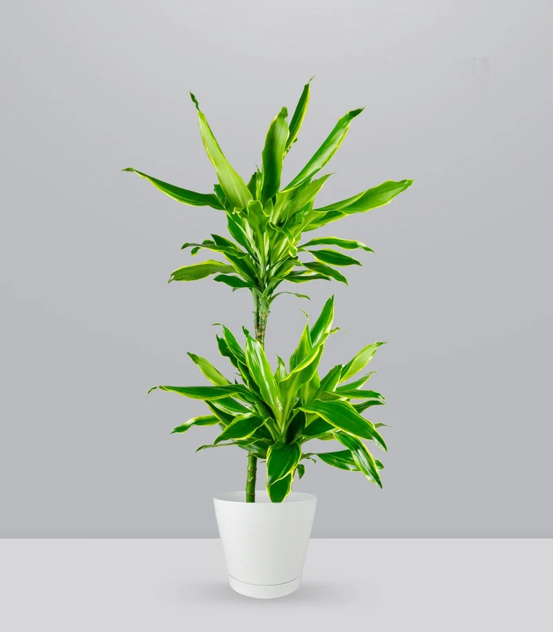 Dracena Lemon