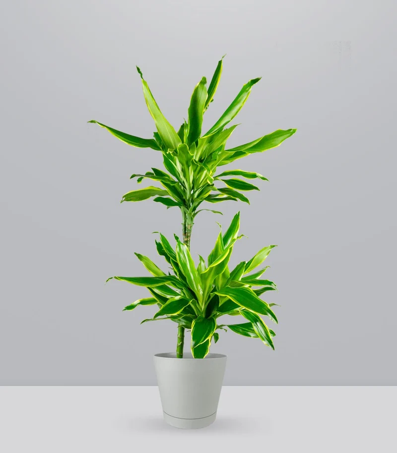 Dracena Lemon