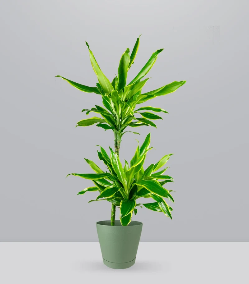 Dracena Lemon