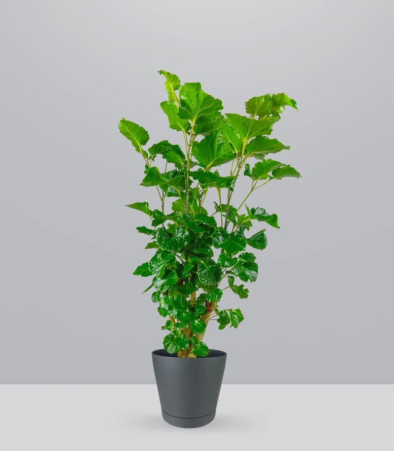 Polyscias Scutellaria | 85 cm