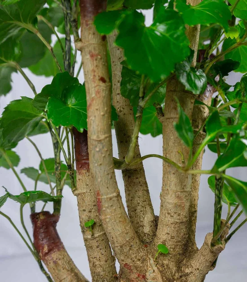 Polyscias Scutellaria | 85 cm