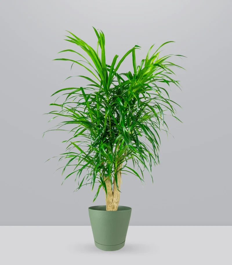 Dracena Reflexa