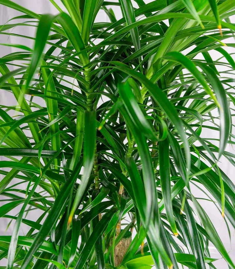 Dracena Reflexa