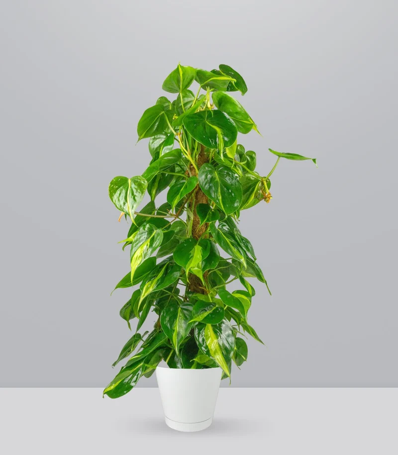 Filodendro Scandens Brazil | 90 cm