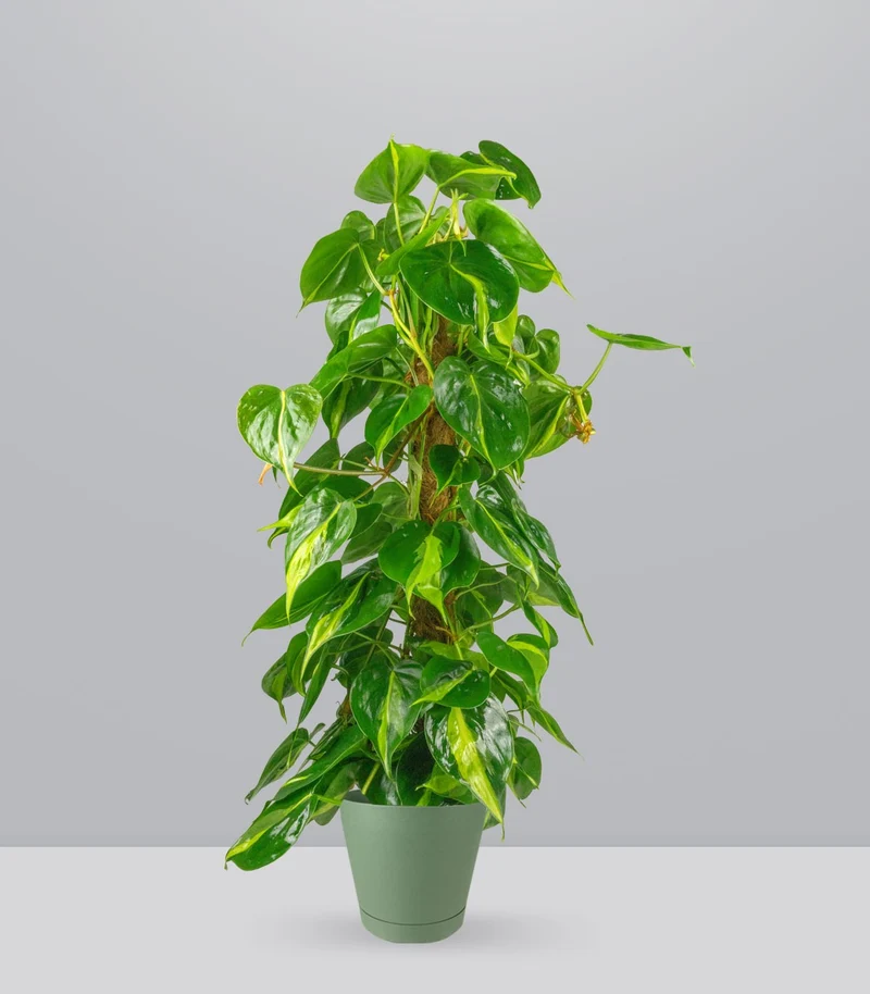 Filodendro Scandens Brazil | 90 cm