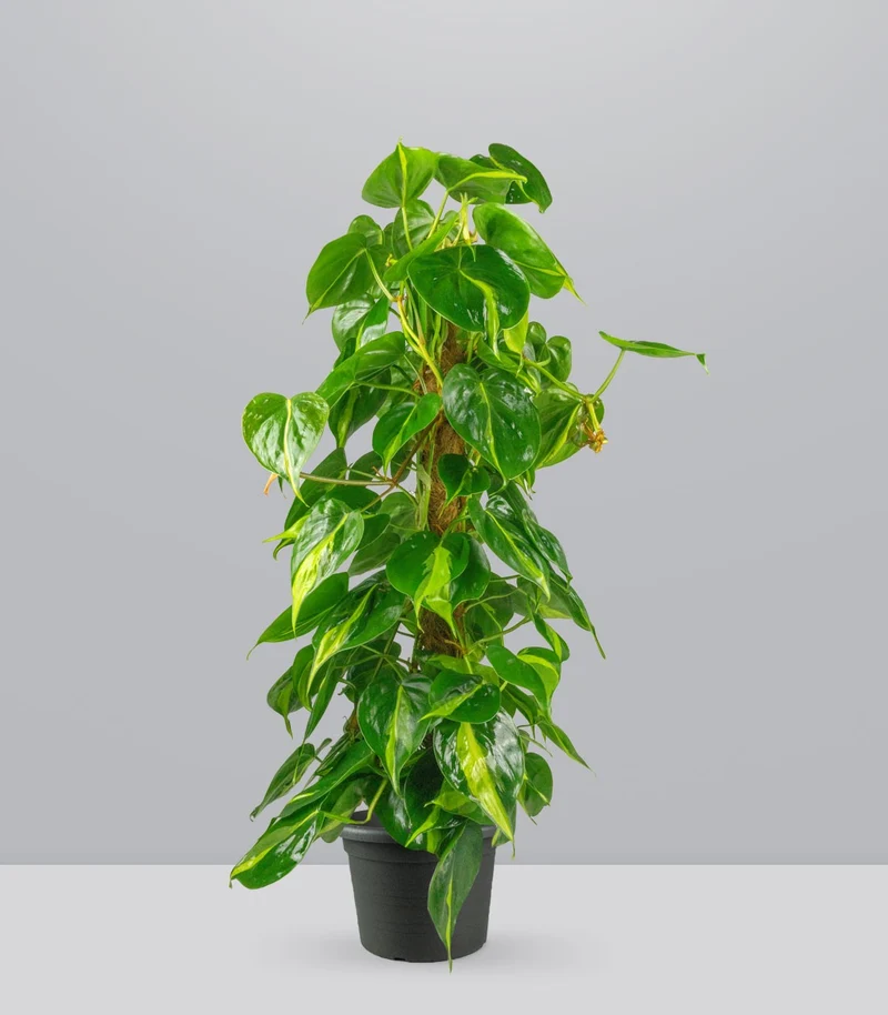 Filodendro Scandens Brazil | 90 cm