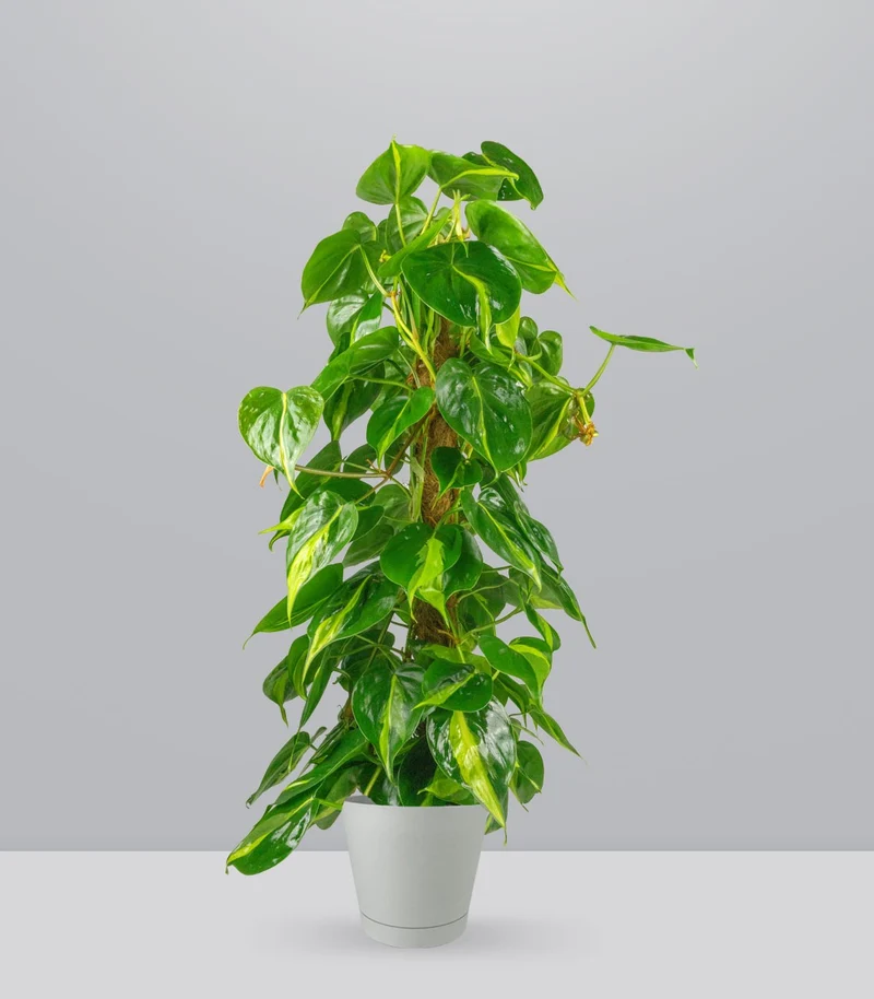 Filodendro Scandens Brazil | 90 cm