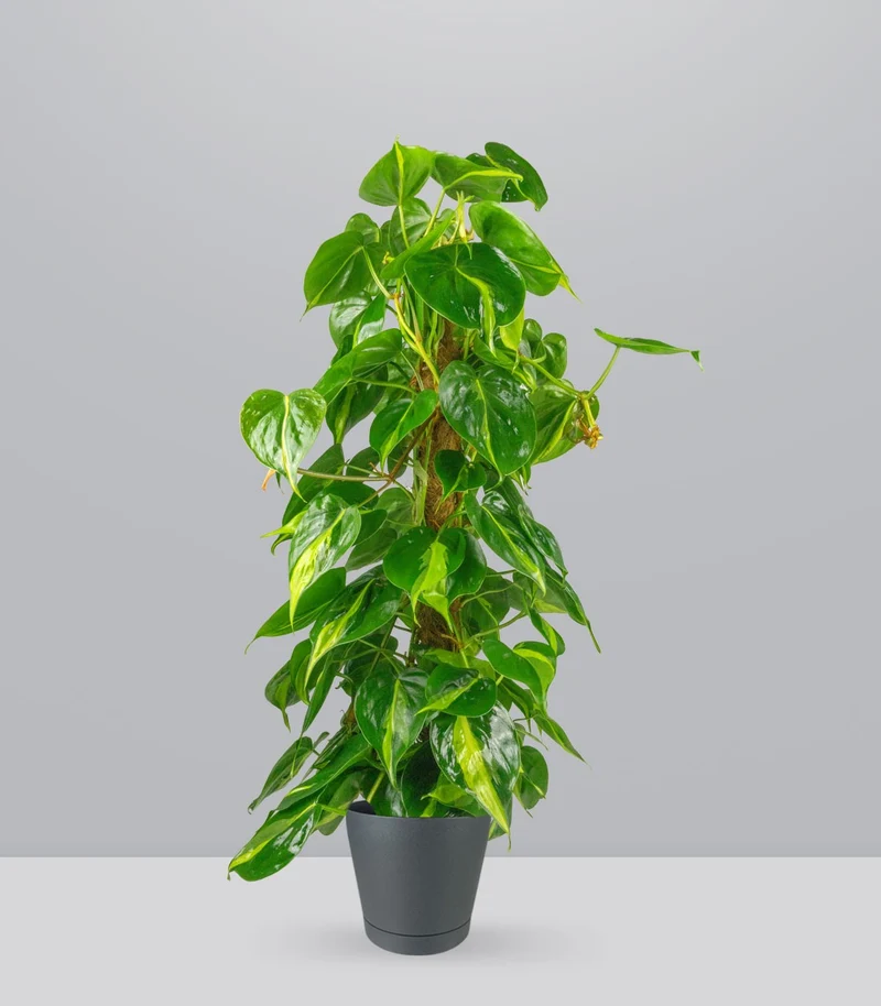 Filodendro Scandens Brazil | 90 cm