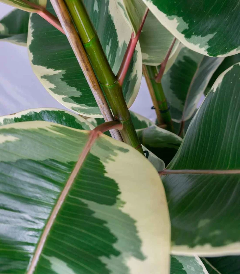Ficus elastica Tineke