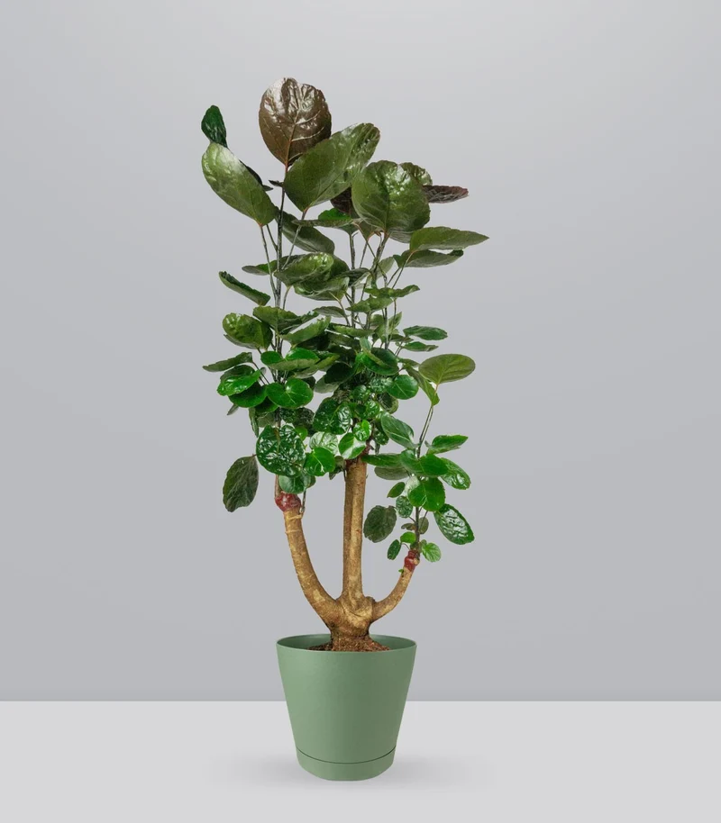 Polyscias scutellaria | fabian