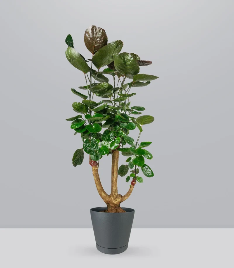 Polyscias scutellaria | fabian