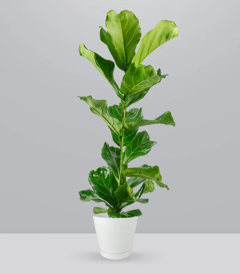 Ficus Lyrata
