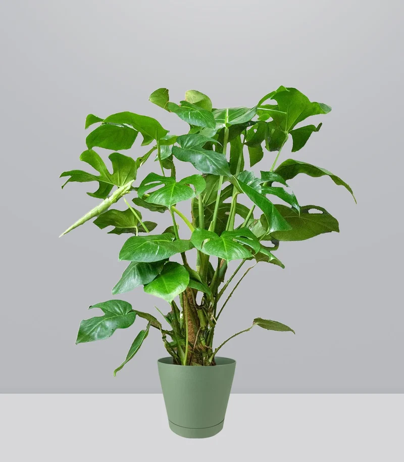 Filodendro Monstera, pianta alta