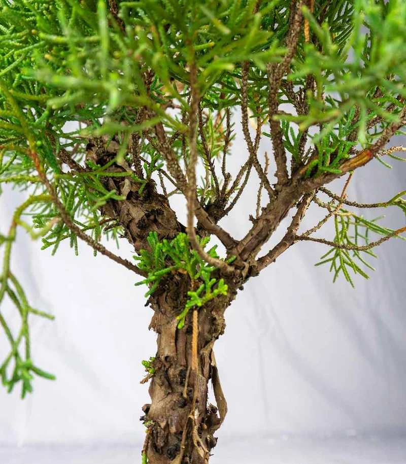 Ginepro Chinensis Giapponese Esemplare 15 anni