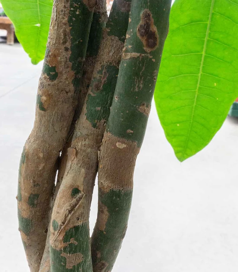 Pachira Acquatica
