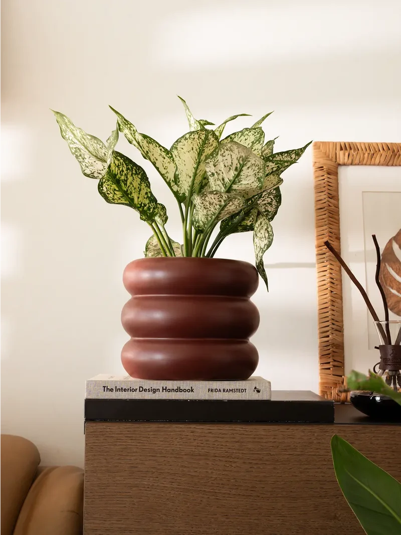Orbit Ceramic Planter - Maroon