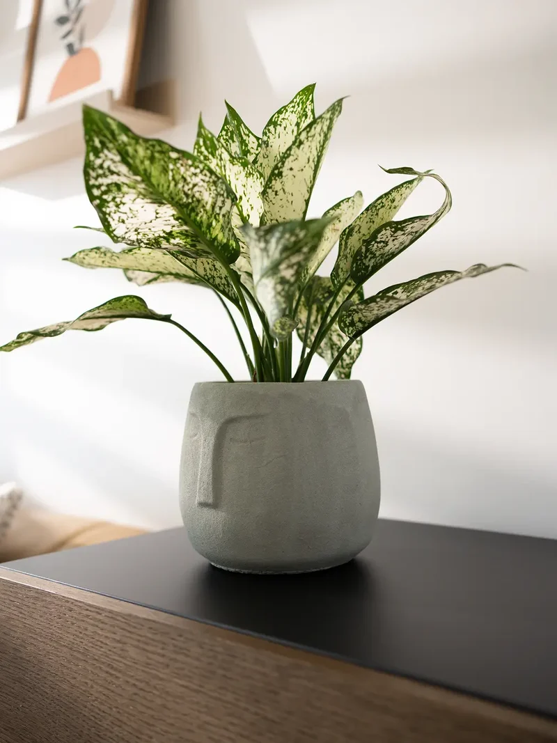 Face Concrete Planter - Grey