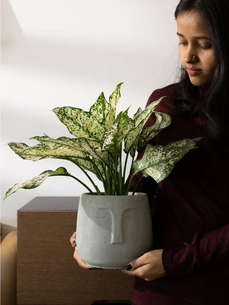 Face Concrete Planter - Grey