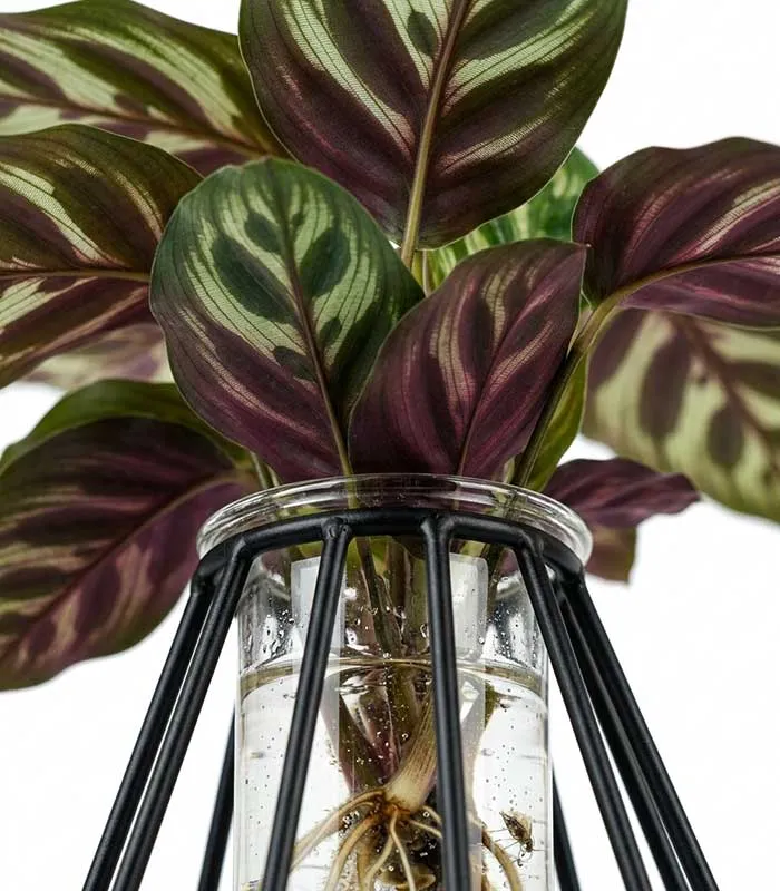 Lume Verde | Pianta in idroponica con lampada LED