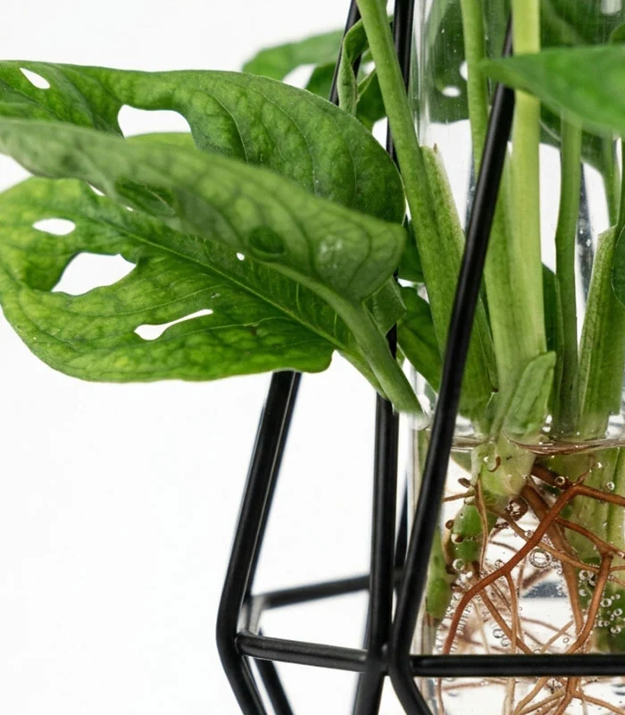 Lume Verde | Pianta in idroponica con lampada LED