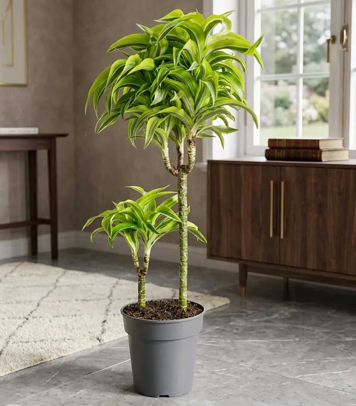 Dracena Lemon a 2 fusti | Altezza 80 cm