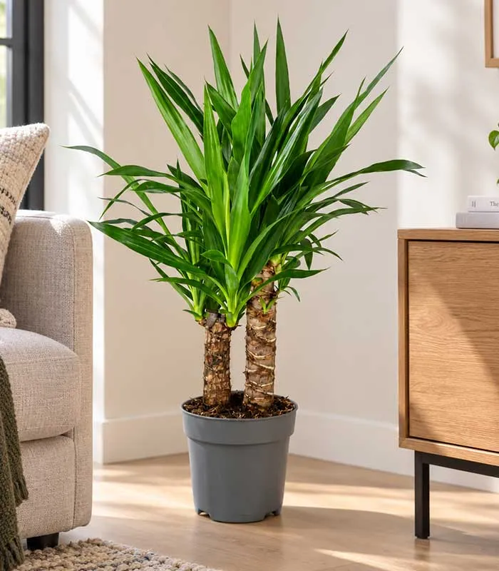 Yucca Elephantipes | Altezza 70 cm, vaso 17 cm