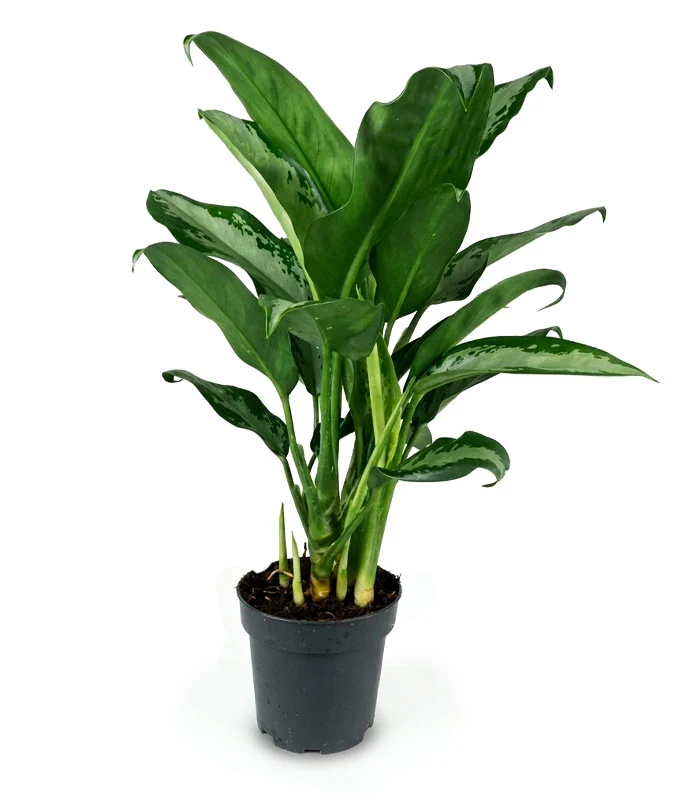 Aglaonema Juliette – Altezza 34 cm