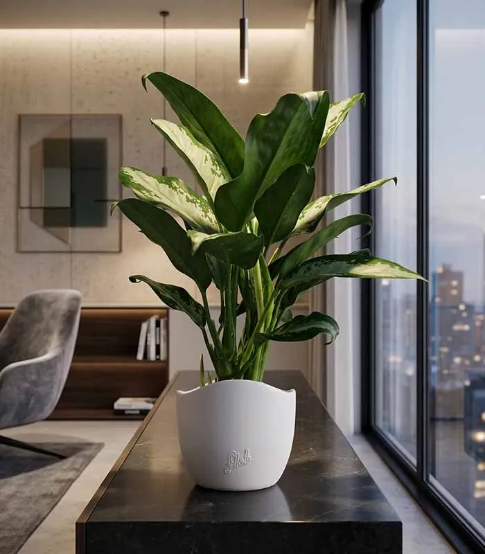 Aglaonema Juliette – Altezza 34 cm