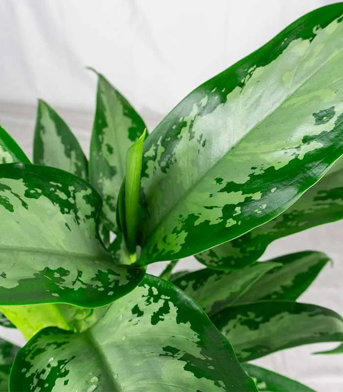 Aglaonema Juliette – Altezza 34 cm