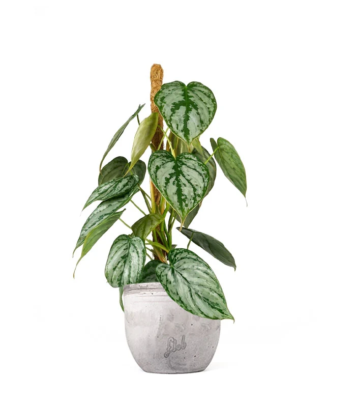 Scindapsus su Palo – Altezza 45 cm
