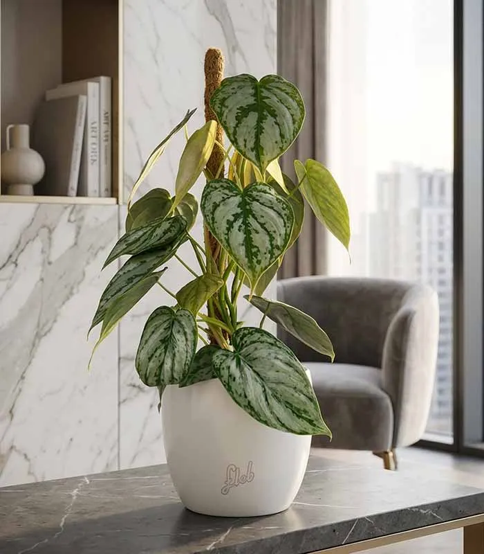 Scindapsus su Palo – Altezza 45 cm