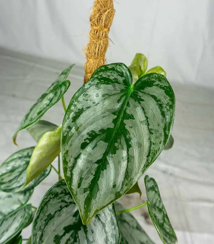 Scindapsus su Palo – Altezza 45 cm