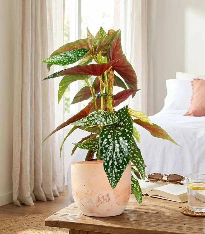 Begonia Maculata su Palo – Altezza 45 cm