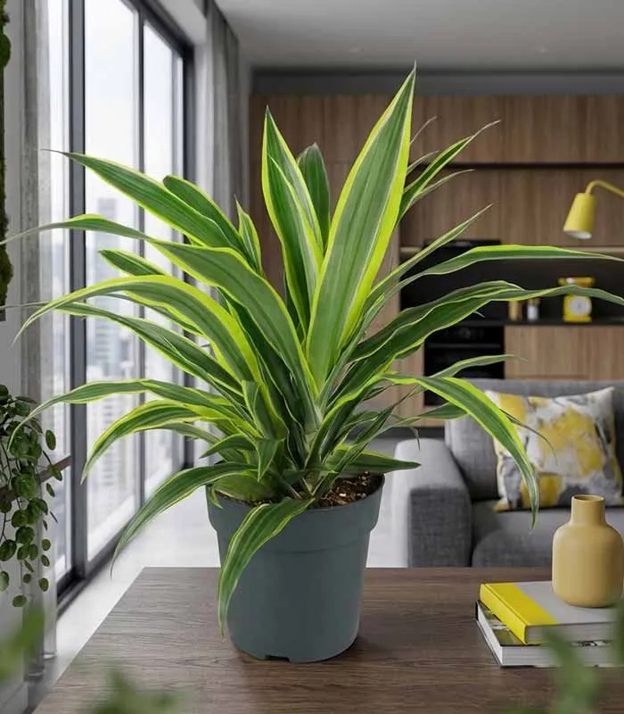 Dracena Fragrans Lemon Lime – Altezza 55 cm