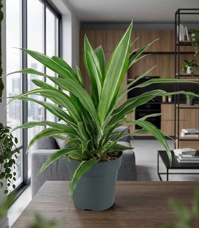 Dracena Fragrans Warneckii
