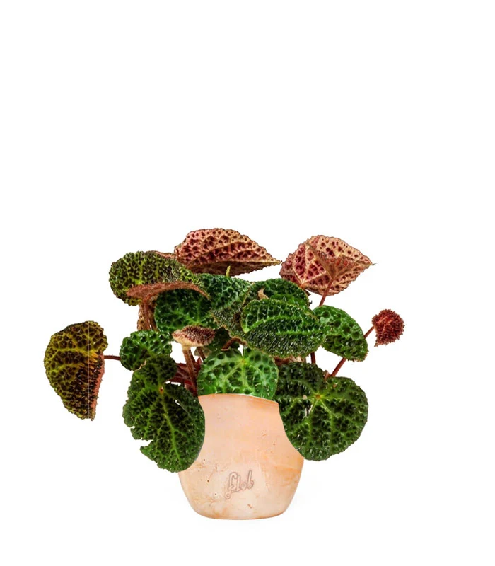 Begonia Ferox