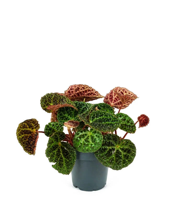 Begonia Ferox