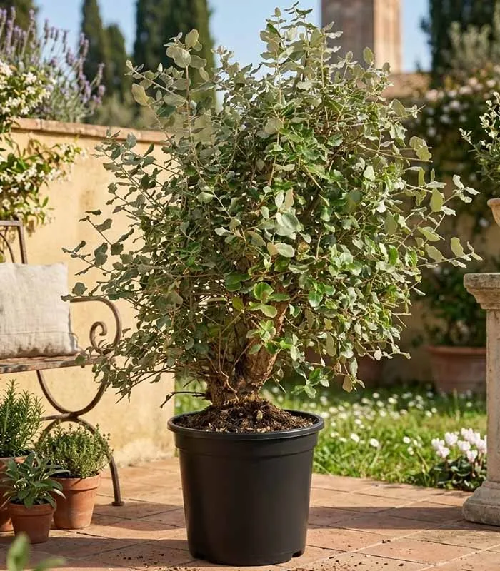 Quercia sughera 15 anni | Esemplare unico